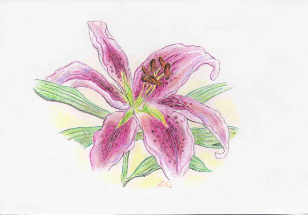 Lilien.jpg